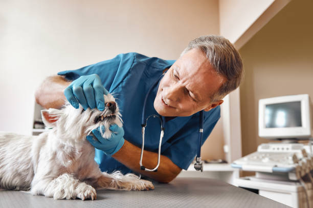 Best Mobile Emergency Dentist in Howe, TX